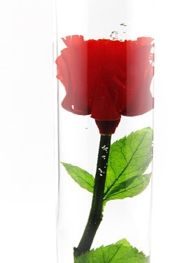画像3: [完全受注生産]「KOTORI」×「JAMS」ROSE GLASS ローズ グラス 薔薇のハーバリウム [レッド]