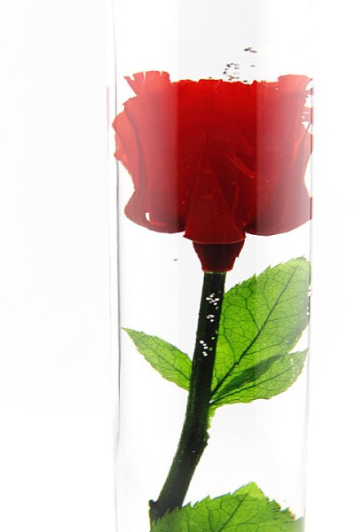 画像1: [完全受注生産]「KOTORI」×「JAMS」ROSE GLASS ローズ グラス 薔薇のハーバリウム [レッド]