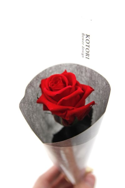 画像2: 「KOTORI」×「JAMS」クリスマス ローズ プリザーブドフラワー 枯れない薔薇 [レッド]